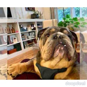 AMAZING COCOA ENGLISH BULLDOG FOR PRIVATE ADOPTION