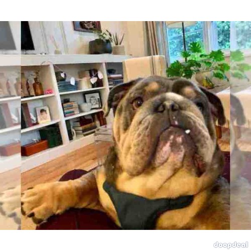 AMAZING COCOA ENGLISH BULLDOG FOR PRIVATE ADOPTION
