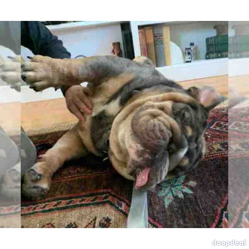 AMAZING COCOA ENGLISH BULLDOG FOR PRIVATE ADOPTION