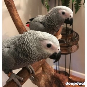 Talkative African Grey Parrots
