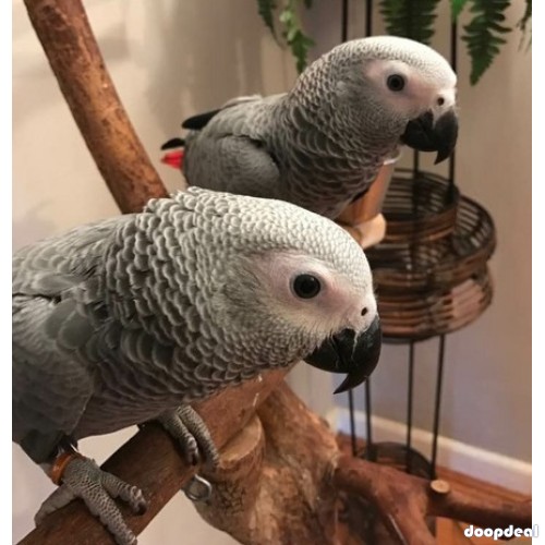 Talkative African Grey Parrots
