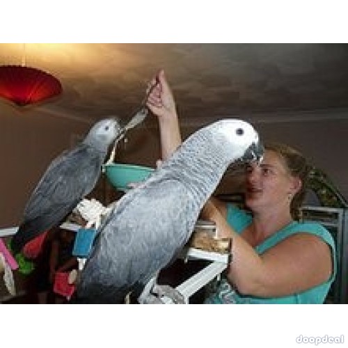 Talkative African Grey Parrots