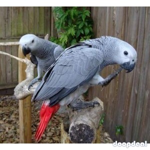 Talkative African Grey Parrots