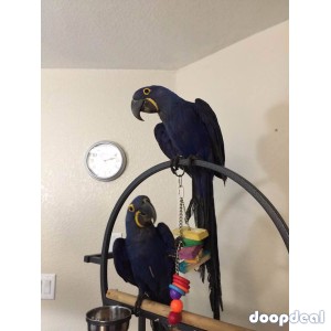 Lovely Hyacinth Macaw Parrot for Adoption!!