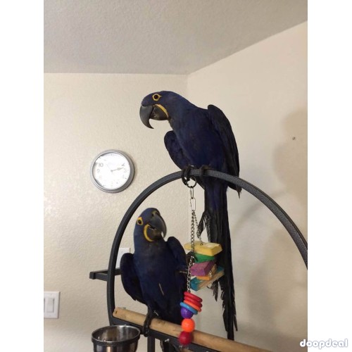 Lovely Hyacinth Macaw Parrot for Adoption!!