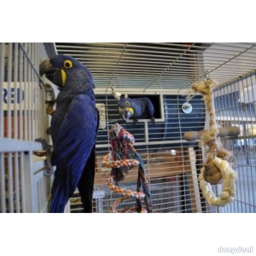 Lovely Hyacinth Macaw Parrot for Adoption!!