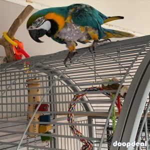 Hyacinth Macaw Parrot Seaching For A Loving Home!