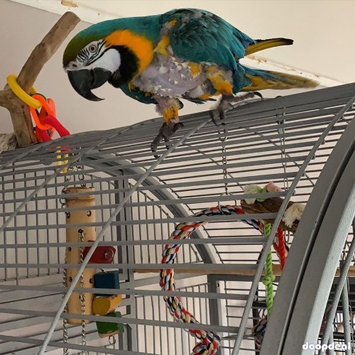 Hyacinth Macaw Parrot Seaching For A Loving Home!
