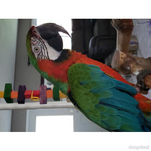 Hyacinth Macaw Parrot Seaching For A Loving Home!