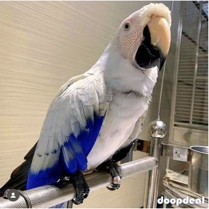 Different Type of Parrots Species For Sale 