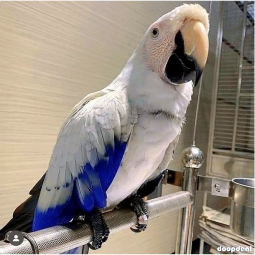 Different Type of Parrots Species For Sale 