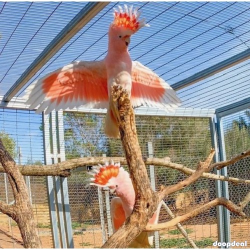 Different Type of Parrots Species For Sale 