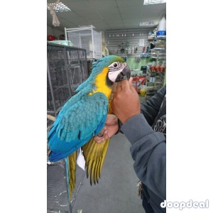 Beautiful and Talking Blue and Gold Macaw For Sale
