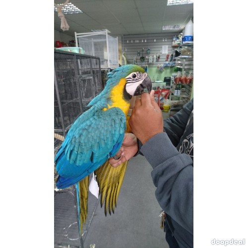 Beautiful and Talking Blue and Gold Macaw For Sale
