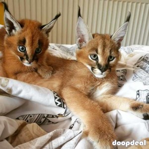 Well tamed Exotics cats. (Ocelots, Caracals and F1 - F3 savannah and Serval)