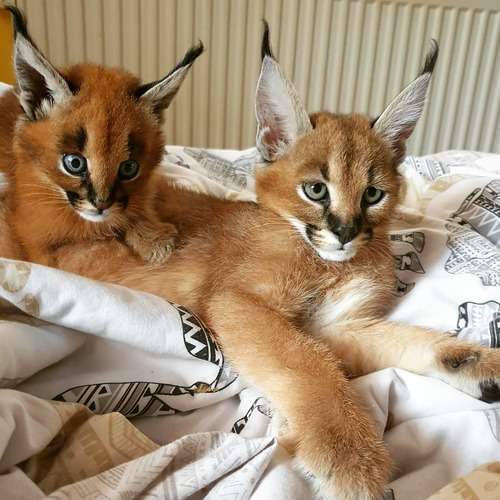 Well tamed Exotics cats. (Ocelots, Caracals and F1 - F3 savannah and Serval)