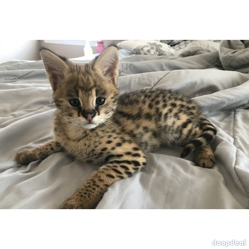 Well tamed Exotics cats. (Ocelots, Caracals and F1 - F3 savannah and Serval)