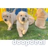 Adorable Golden Retriever Puppies