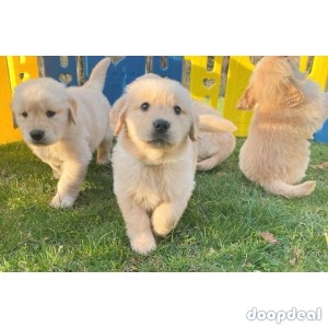 Adorable Golden Retriever Puppies