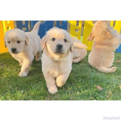 Adorable Golden Retriever Puppies