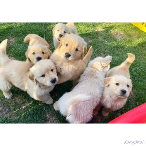 Adorable Golden Retriever Puppies
